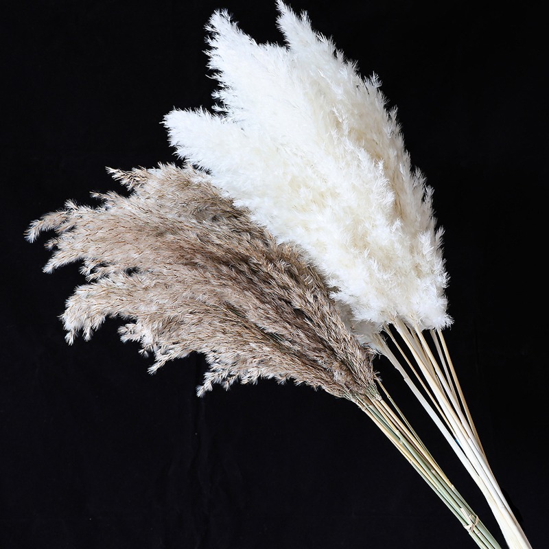 10 Peças de Capim-dos-Pampas C - Florist Supply Vases avaliação e preço