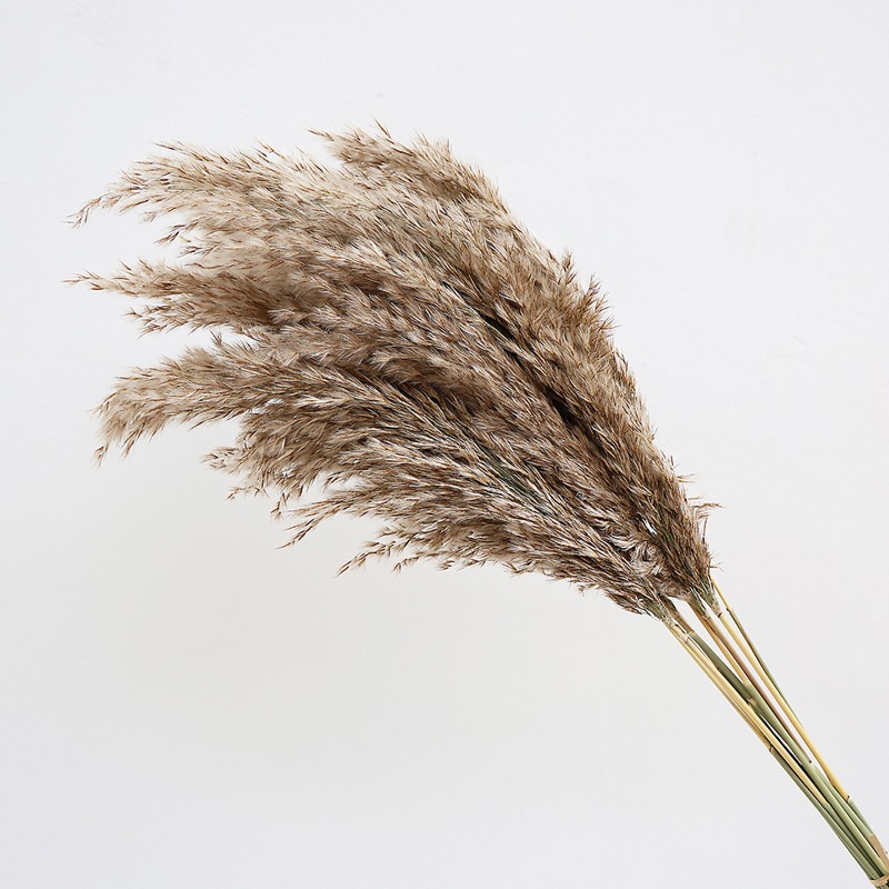 10 Peças de Capim-dos-Pampas C - Florist Supply Vases avaliação e preço